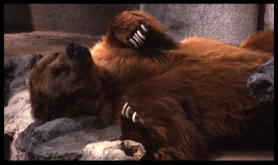Sleeping Bear