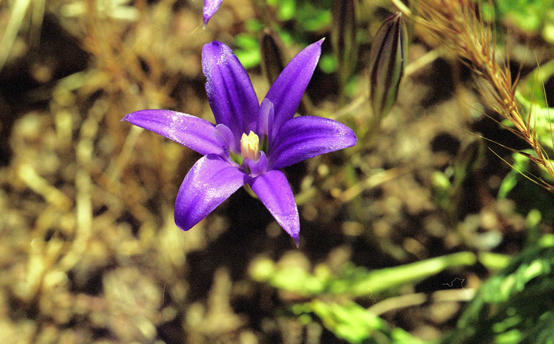 Brodiaea